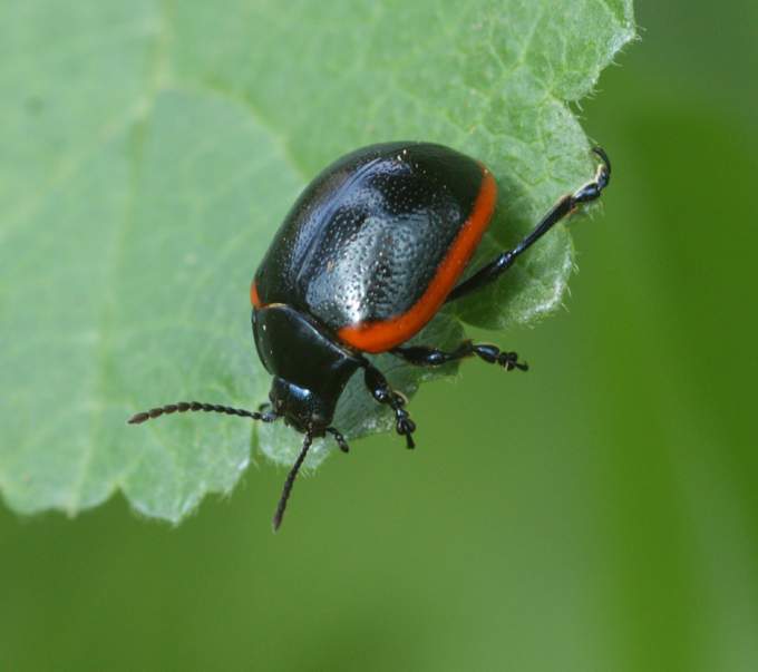 Chrysolina rossia?